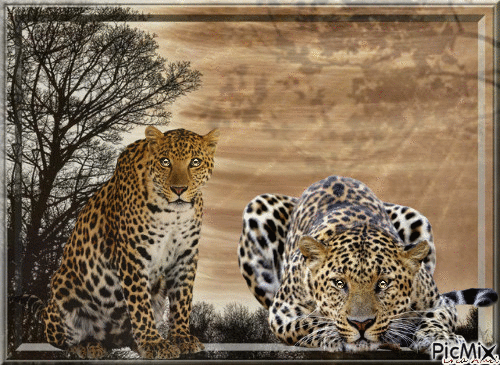 leopard - GIF animasi gratis