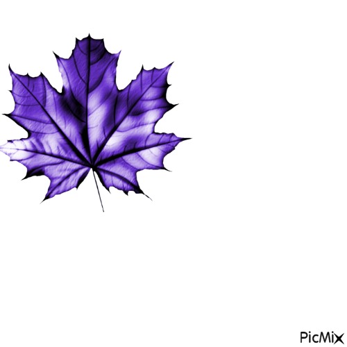 Feuile violette - zdarma png