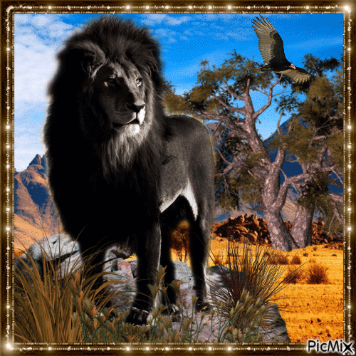 Schwarzer Löwe in der Savanne - Free animated GIF