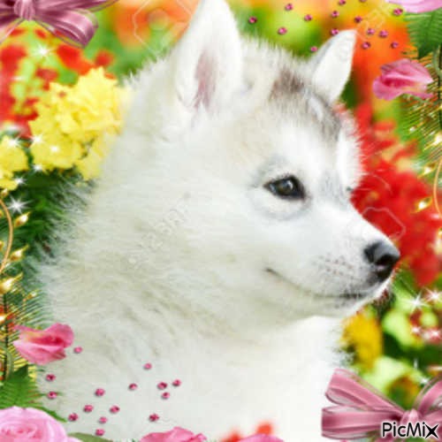 Un chien et des Fleurs - png gratuito