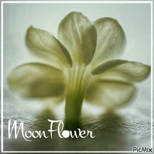 Moonflower - Nemokamas animacinis gif