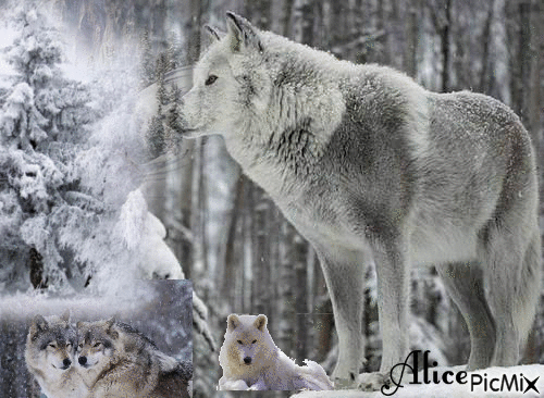 mes amours les loups - Besplatni animirani GIF
