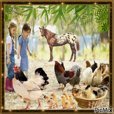 Feeding the chickens. - GIF animado grátis