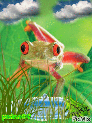 grenouille - Gratis animerad GIF