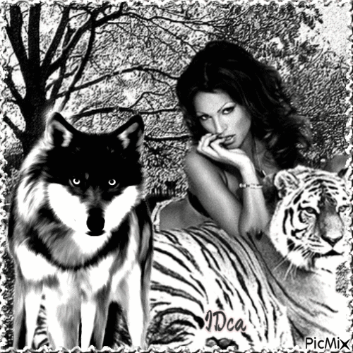 La belle le tigre et le loup - GIF animado grátis