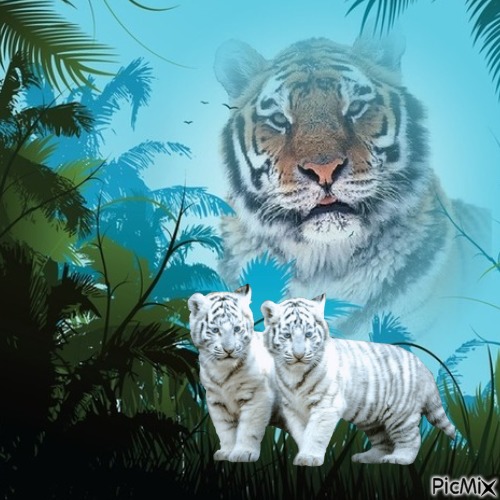tigre - kostenlos png