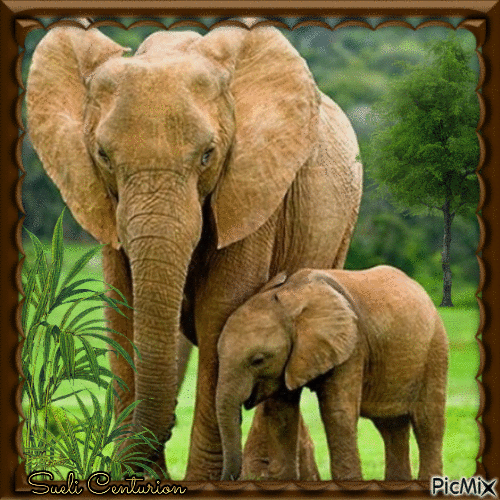 Elefantes - GIF animasi gratis