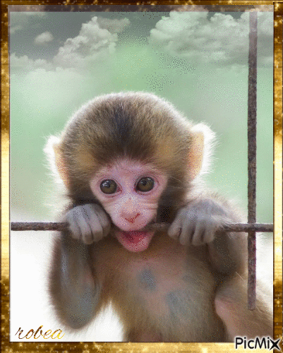 beau bébé singe - GIF animate gratis