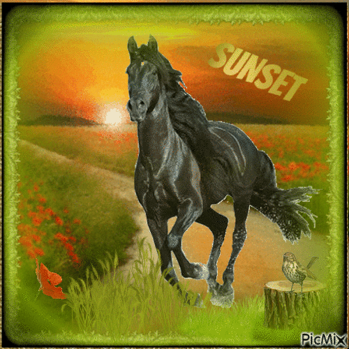 HORSE SUNSET. - GIF animado gratis