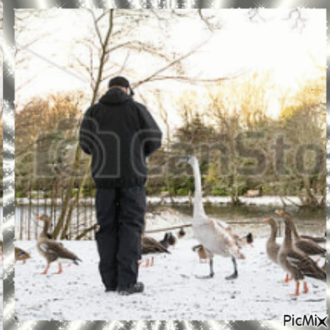 Les Oiseaux se nourissant l'hiver - Gratis geanimeerde GIF