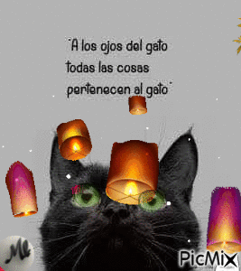 Ojos de gato - Zdarma animovaný GIF
