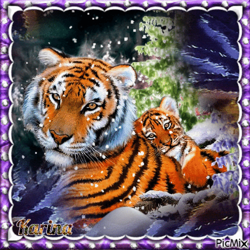 Tigers and winter - Zdarma animovaný GIF