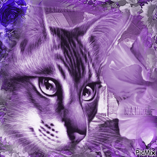 chat violet - Ingyenes animált GIF