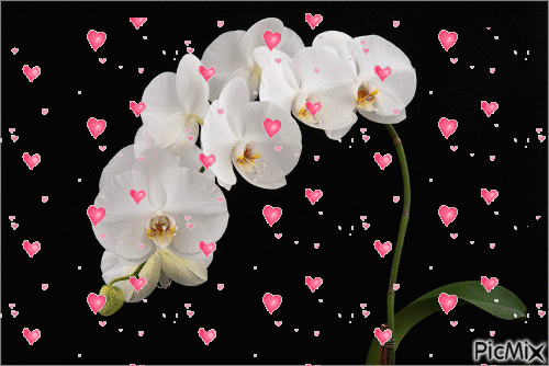 orchidee - 免费动画 GIF