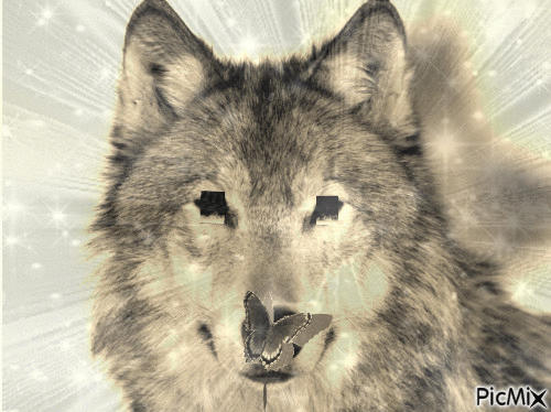Wolf attract - Free animated GIF
