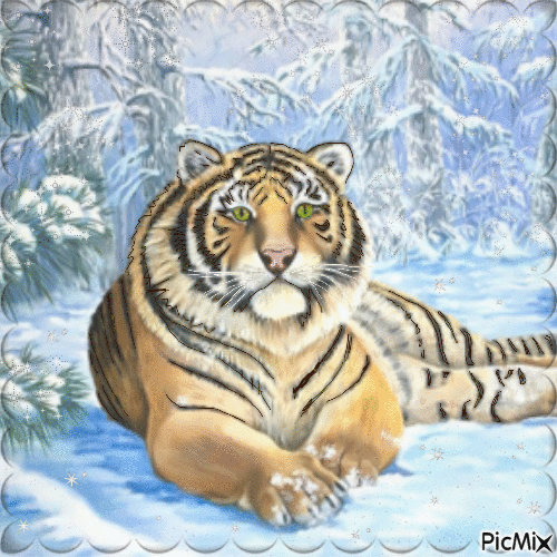 Tigres et hiver. - Free animated GIF