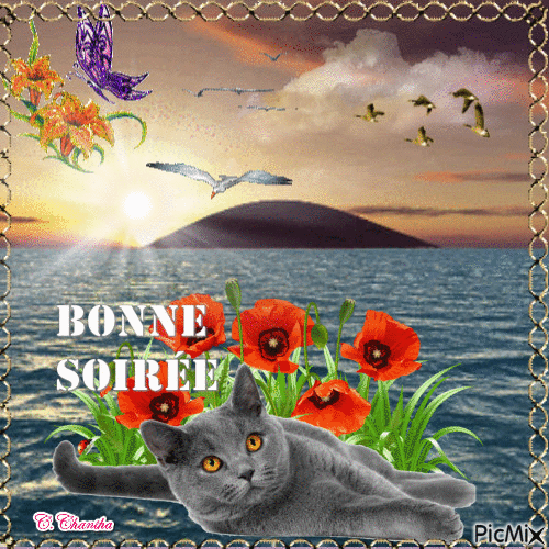 BONNE SOIREE CHAT GRIS - Free animated GIF