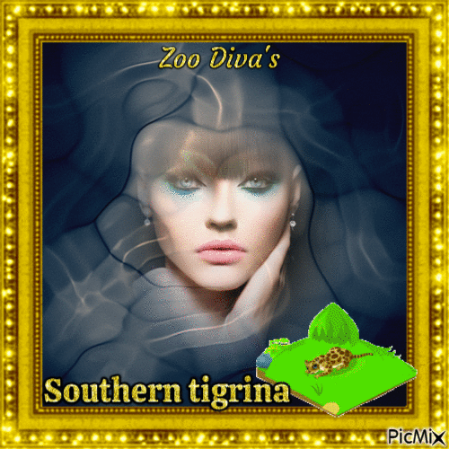 Southern tigrina - 免费动画 GIF