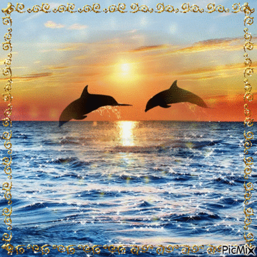 Dauphins & coucher de soleil - Free animated GIF