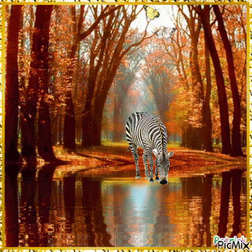 le zebre buvant - GIF animé gratuit