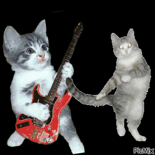 Music Cats - GIF animé gratuit