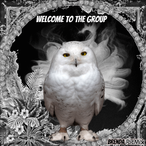 welcome owl - 免费动画 GIF