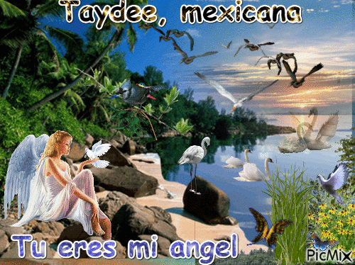 Taydee, angel - GIF animado grátis