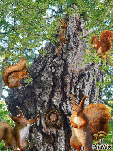 les ecureuils - Gratis animerad GIF