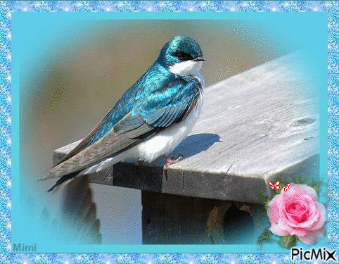 oiseau bleu - Безплатен анимиран GIF