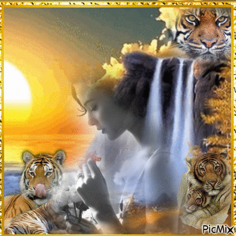 Des Tigres et le coucher de soleil - 無料のアニメーション GIF