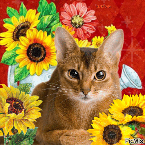 Cat in the Sunflowers-contest - GIF animé gratuit