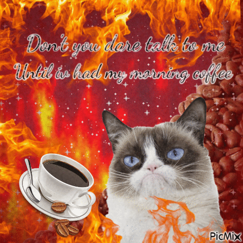 cat needs morning coffee - Bezmaksas animēts GIF