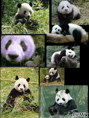 panda love - Nemokamas animacinis gif