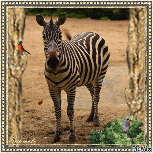 Zebra - Ilmainen animoitu GIF