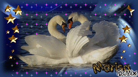 cisnes - 無料のアニメーション GIF