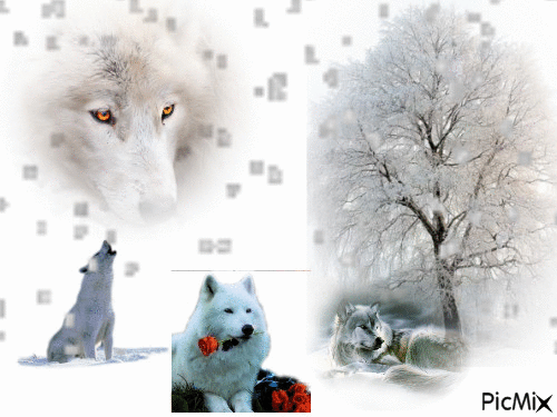 les loups - GIF animate gratis
