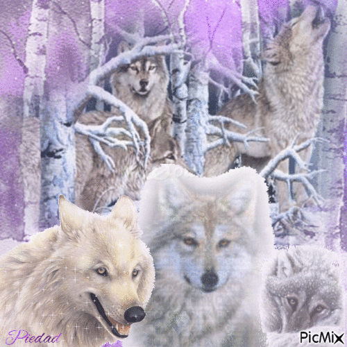 WOLVES IN WINTER - 免费动画 GIF