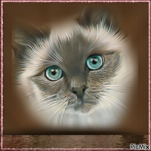 Amazing Cat - Ücretsiz animasyonlu GIF