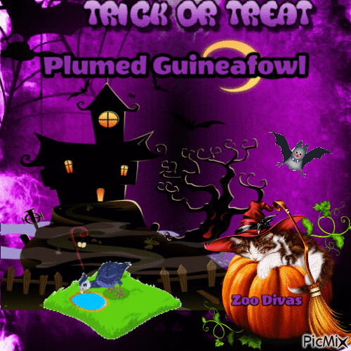 Plumed guineafowl - GIF animé gratuit