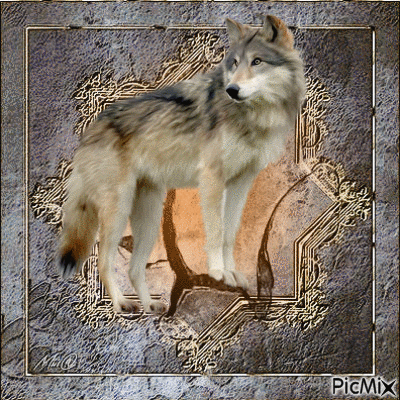 wolf - Gratis geanimeerde GIF