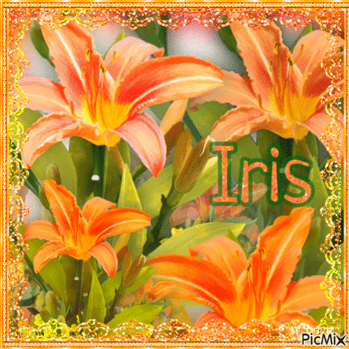 Iris - Free animated GIF