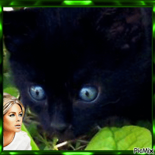 Mon Chat aux yeux verts - Zdarma animovaný GIF
