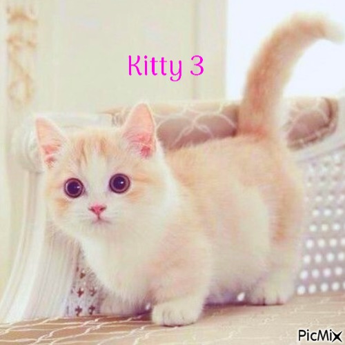 Kitty 3 - PNG gratuit