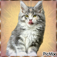 Amazing Cat - 免费动画 GIF