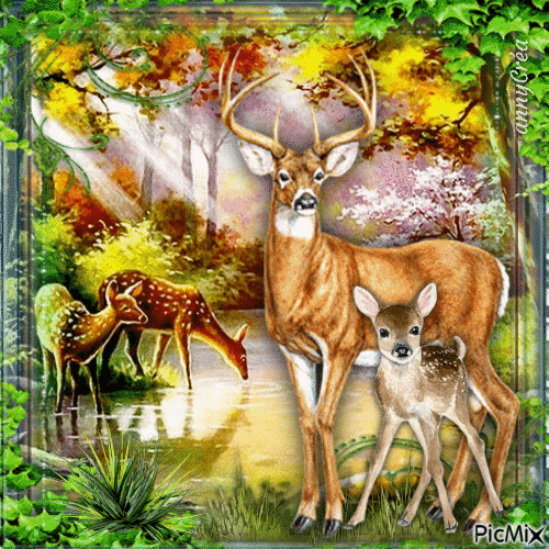 Nature et forêt - Бесплатни анимирани ГИФ