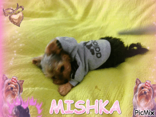 mishka - GIF animé gratuit