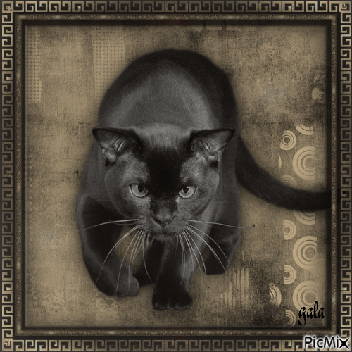 Портрет на котка - GIF animé gratuit