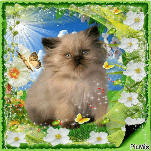 fluffy kitten in spring - Ingyenes animált GIF