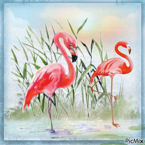 Flamingos - Gratis animeret GIF