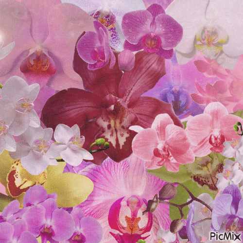 orchids - GIF animado grátis